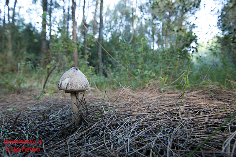 Foto funghi ed una richiesta